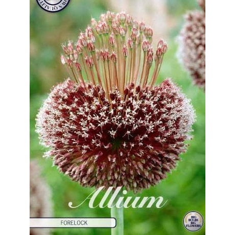 Allium 'Forelock' 1-pack